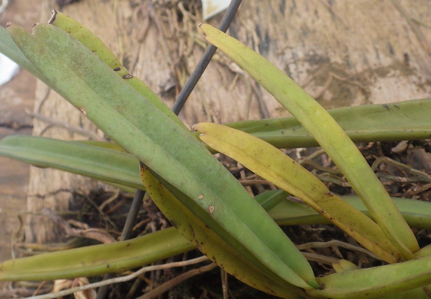 Diaphananthe odoratissima leaf