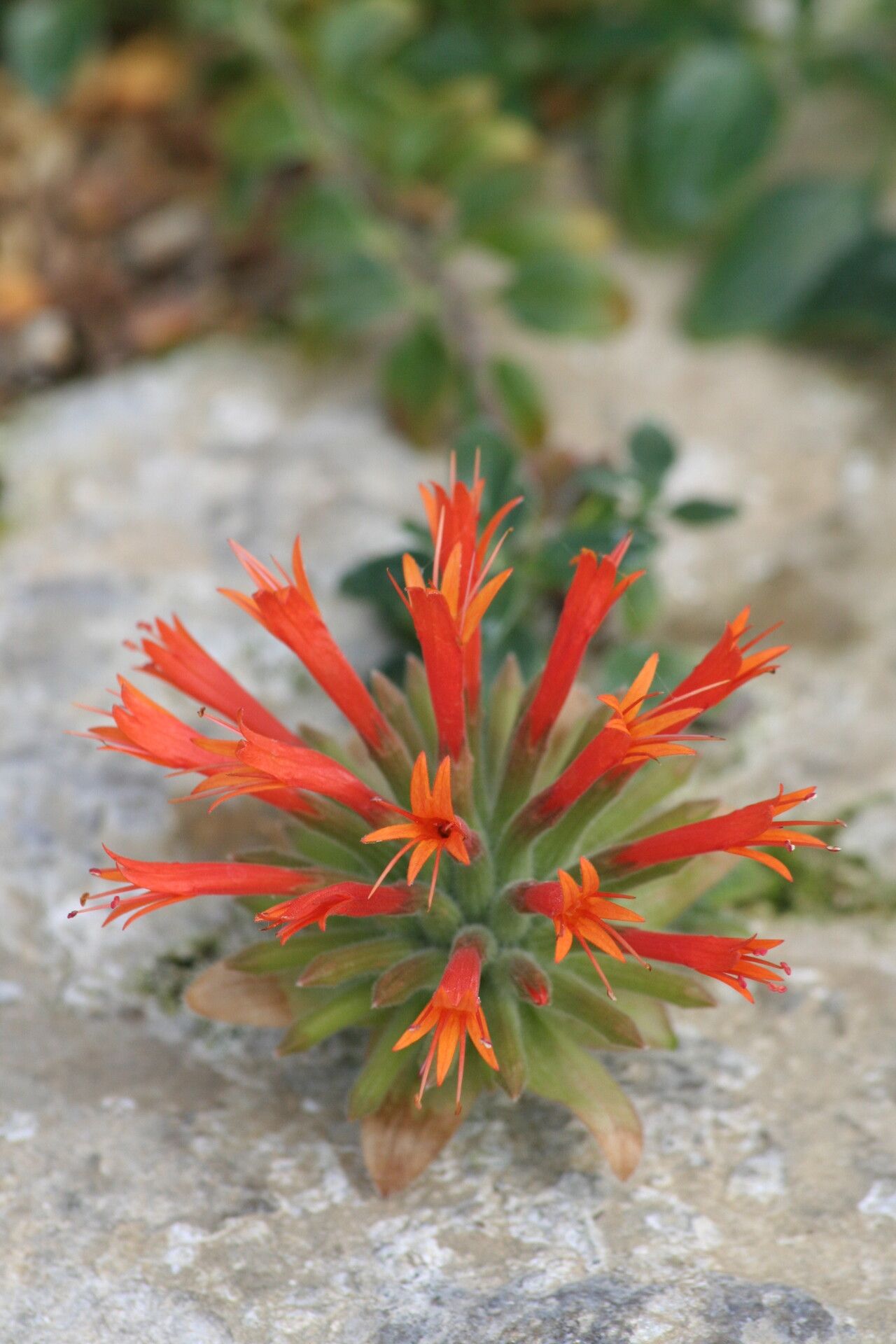 Monardella macrantha — houseplant care guide