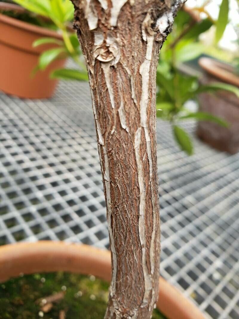 Rhododendron aurigeranum bark