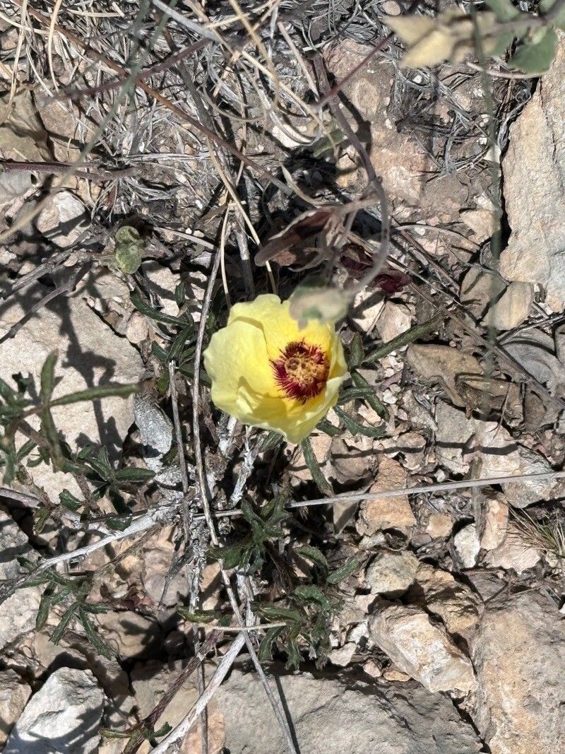 Hibiscus coulteri — search result for 'Hibiscus'