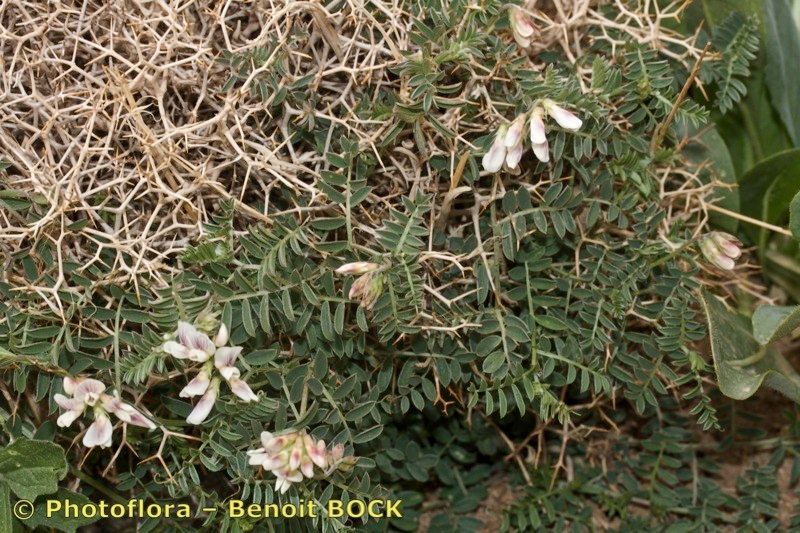 Vicia glauca habit