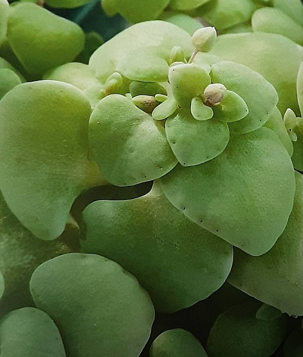 Crassula nemorosa leaf