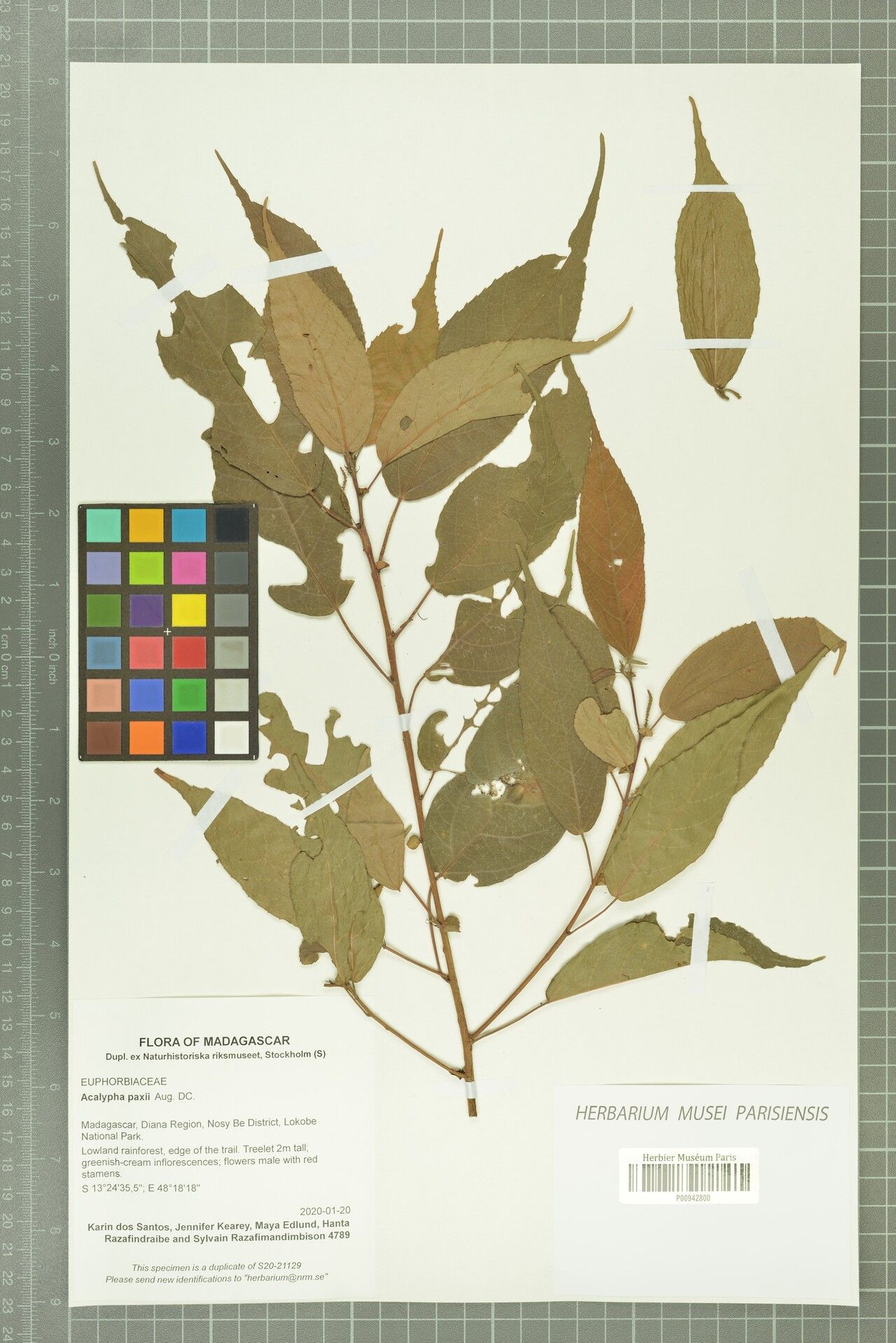 Acalypha pervilleana — houseplant care guide