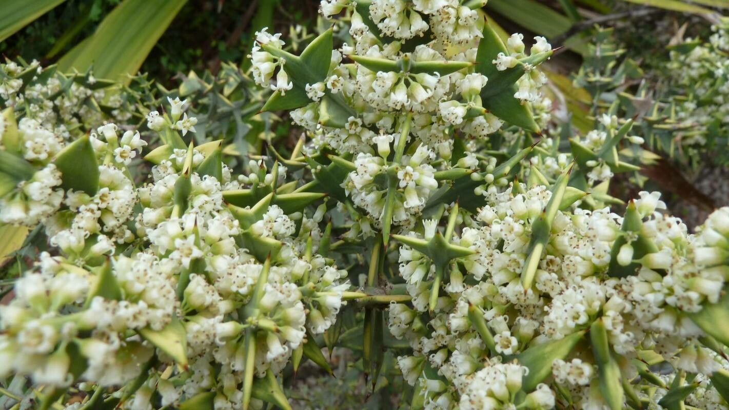 Colletia cruciata flower