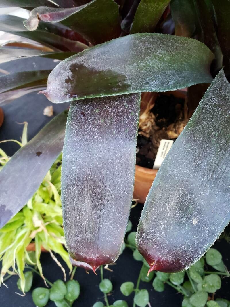 Neoregelia chlorosticta — houseplant care guide