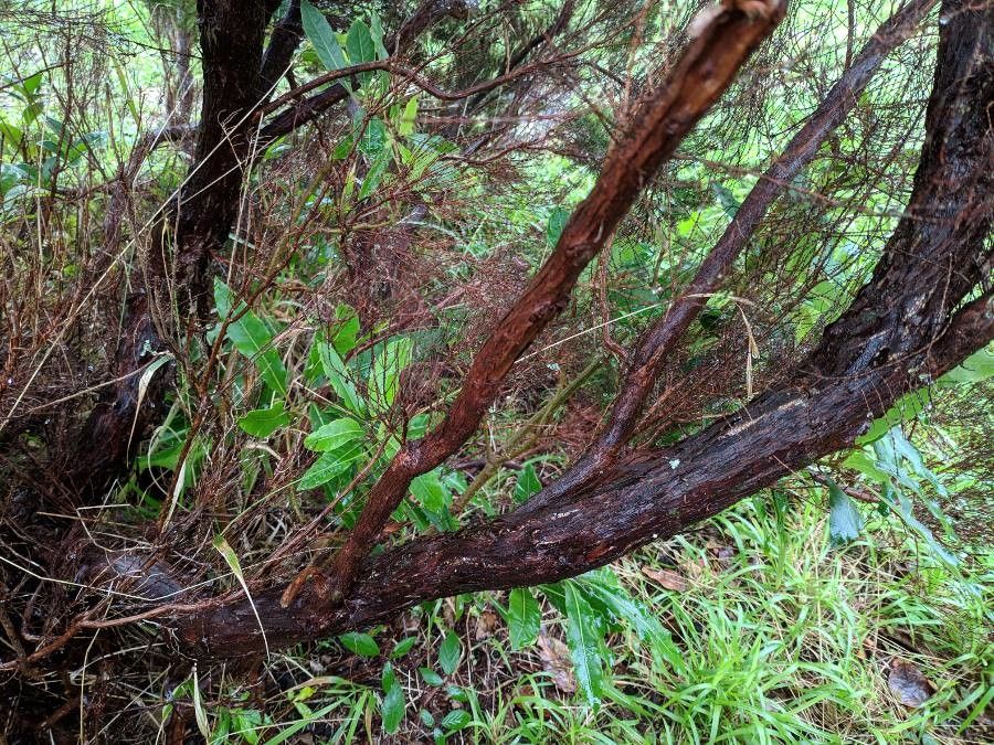Juniperus brevifolia bark
