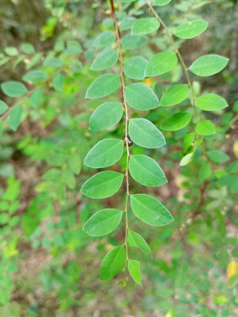 Phyllanthus moramangicus — houseplant care guide