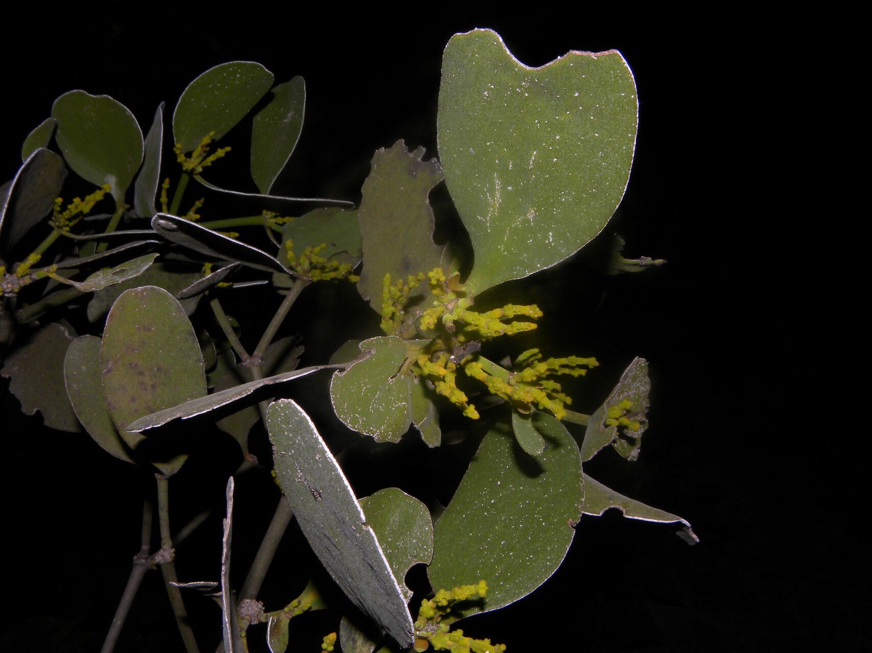 Phoradendron robustissimum — houseplant care guide