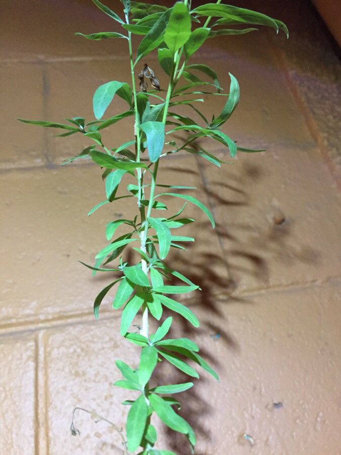 Aloysia polystachya leaf