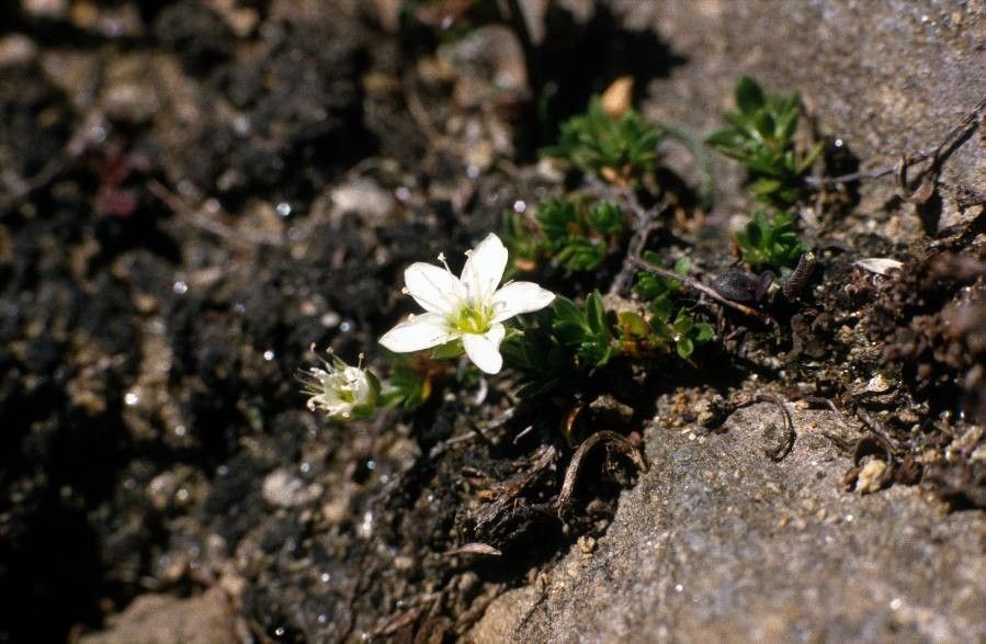 Arenaria multicaulis flower