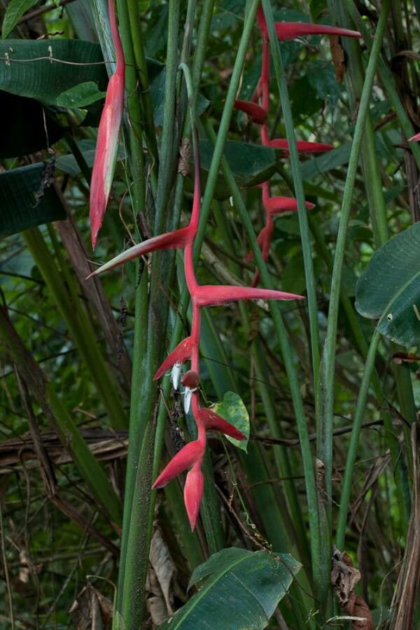 Heliconia pendula flower