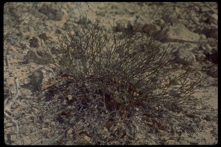 Eriogonum apricum — search result for 'Eriogonum'