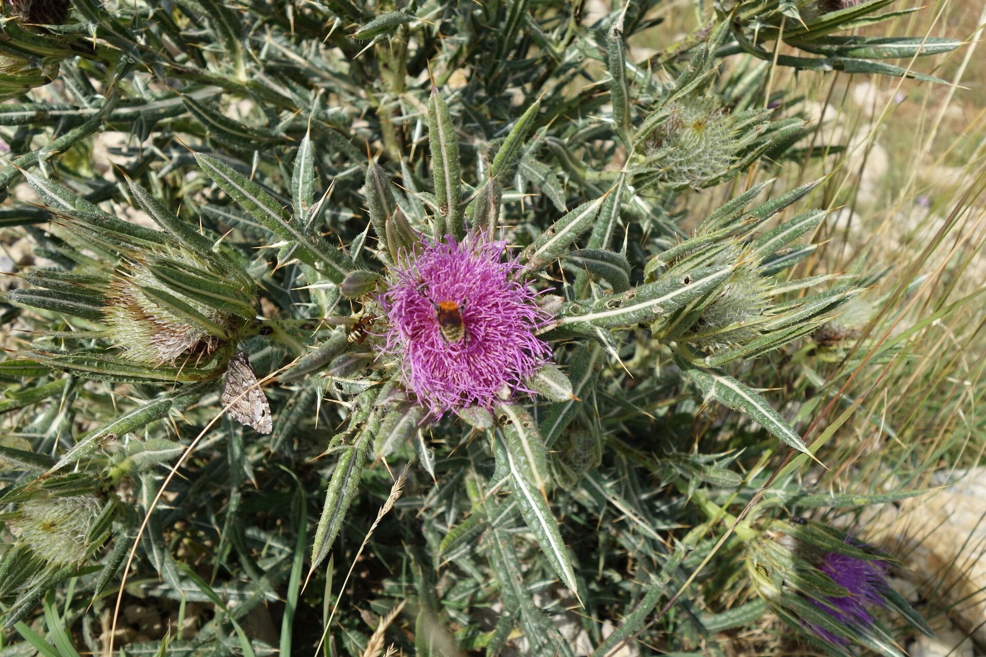 Cirsium richterianum flower