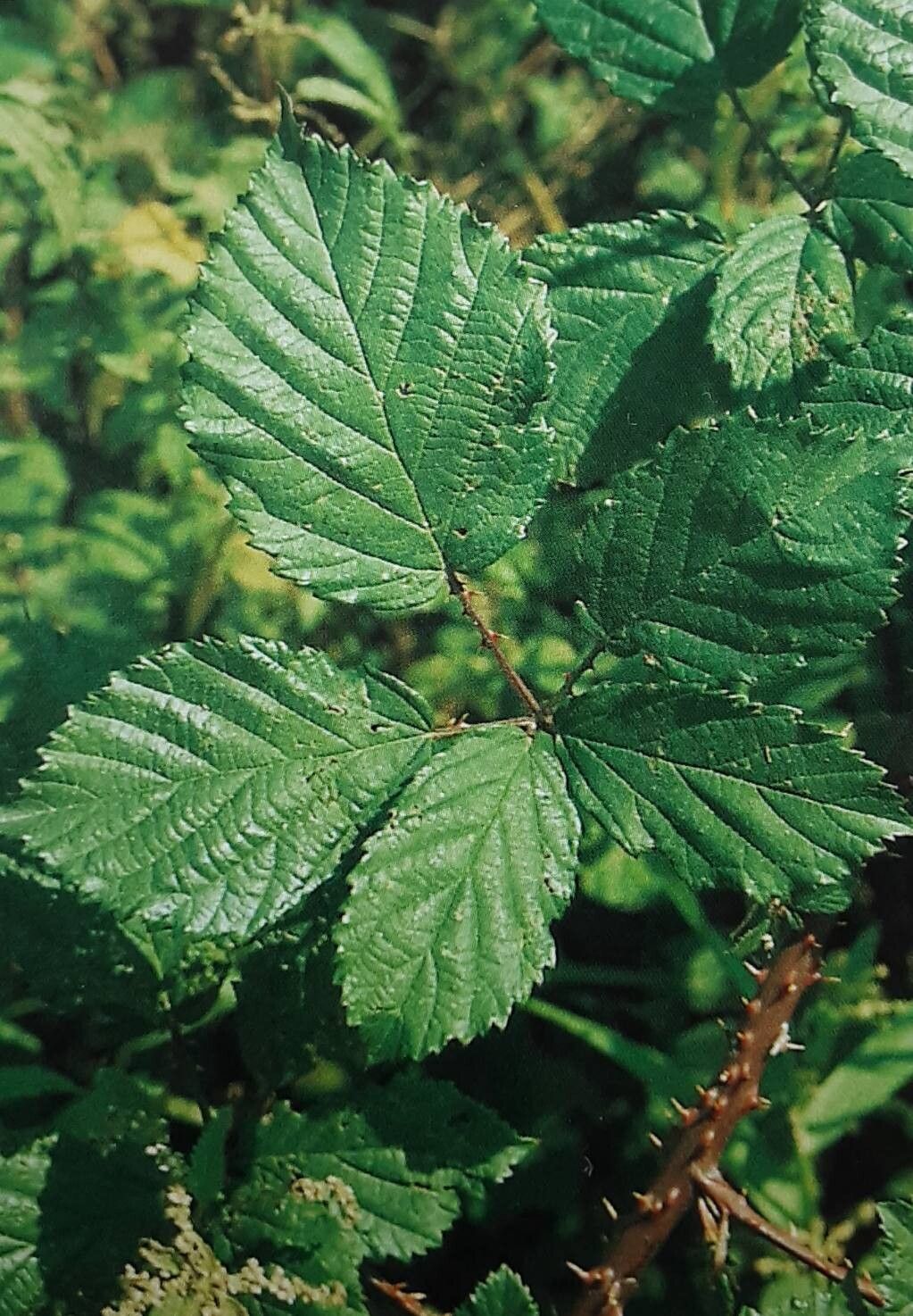 Rubus latiarcuatus — houseplant care guide