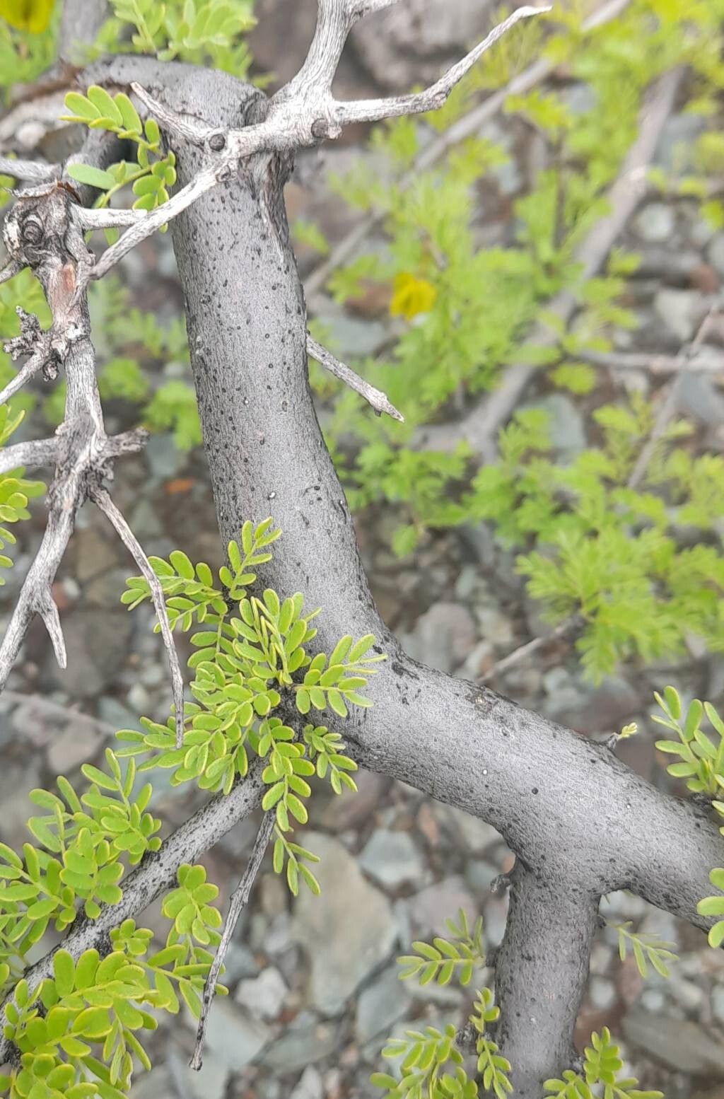 Bulnesia schichendanzii bark