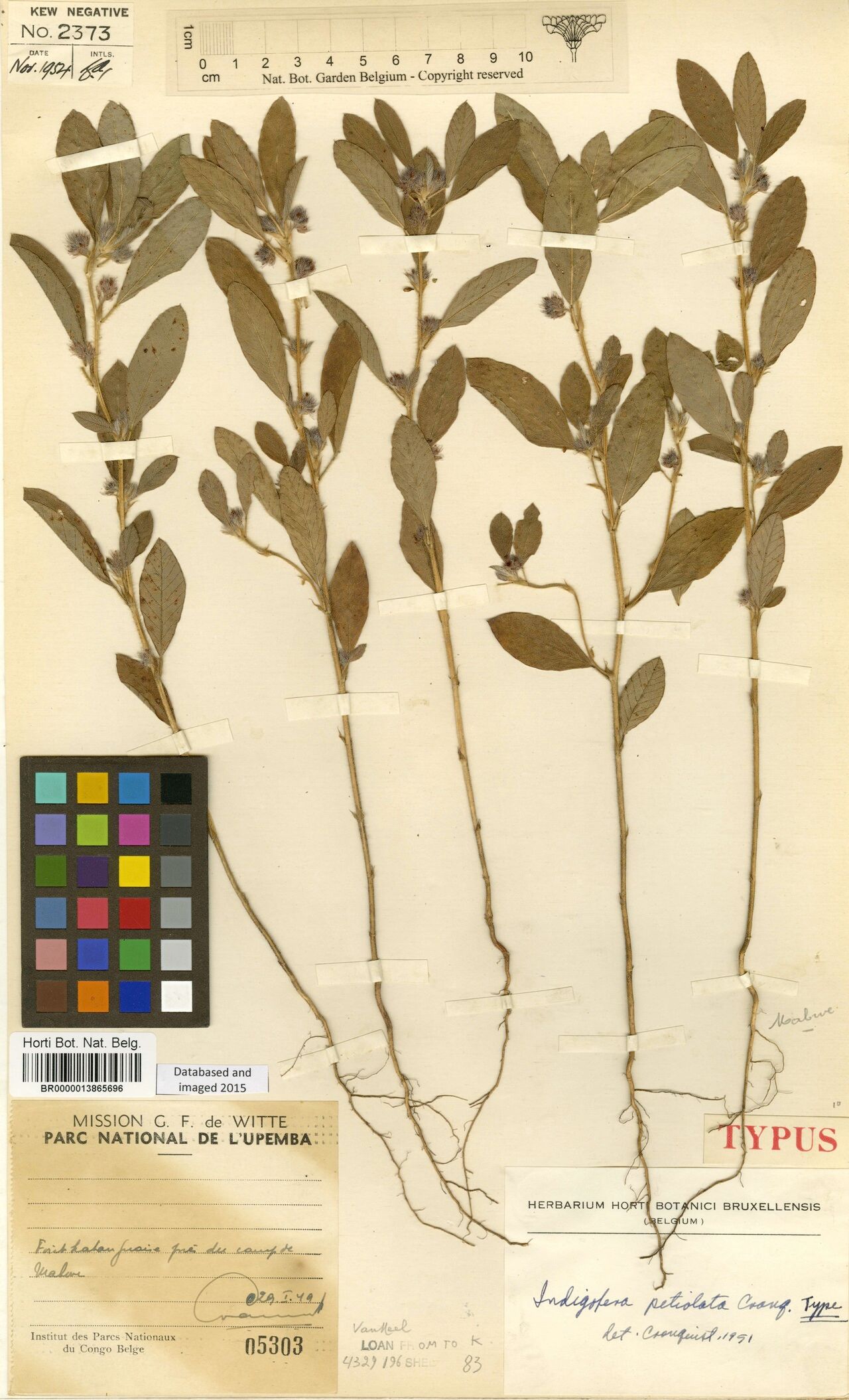 Indigofera petiolata — search result for 'Indigofera'