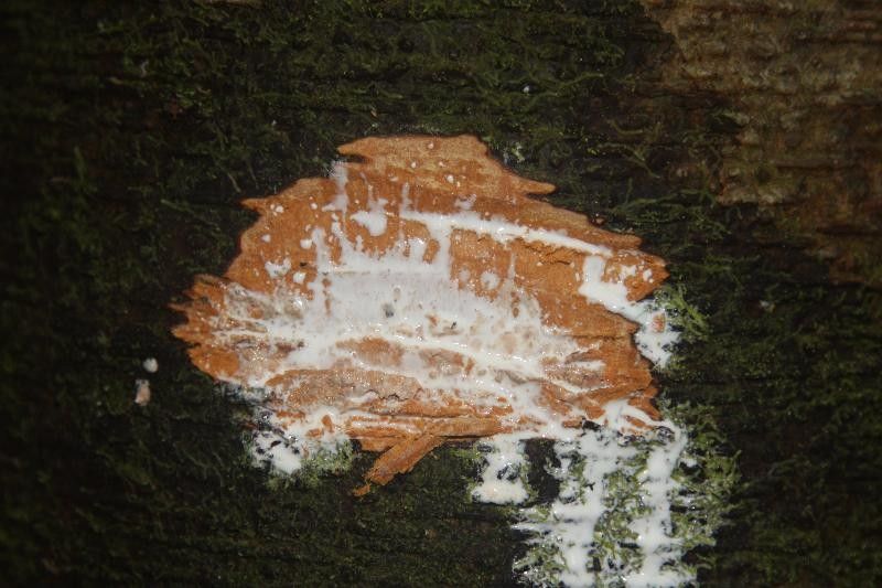 Brosimum parinarioides other