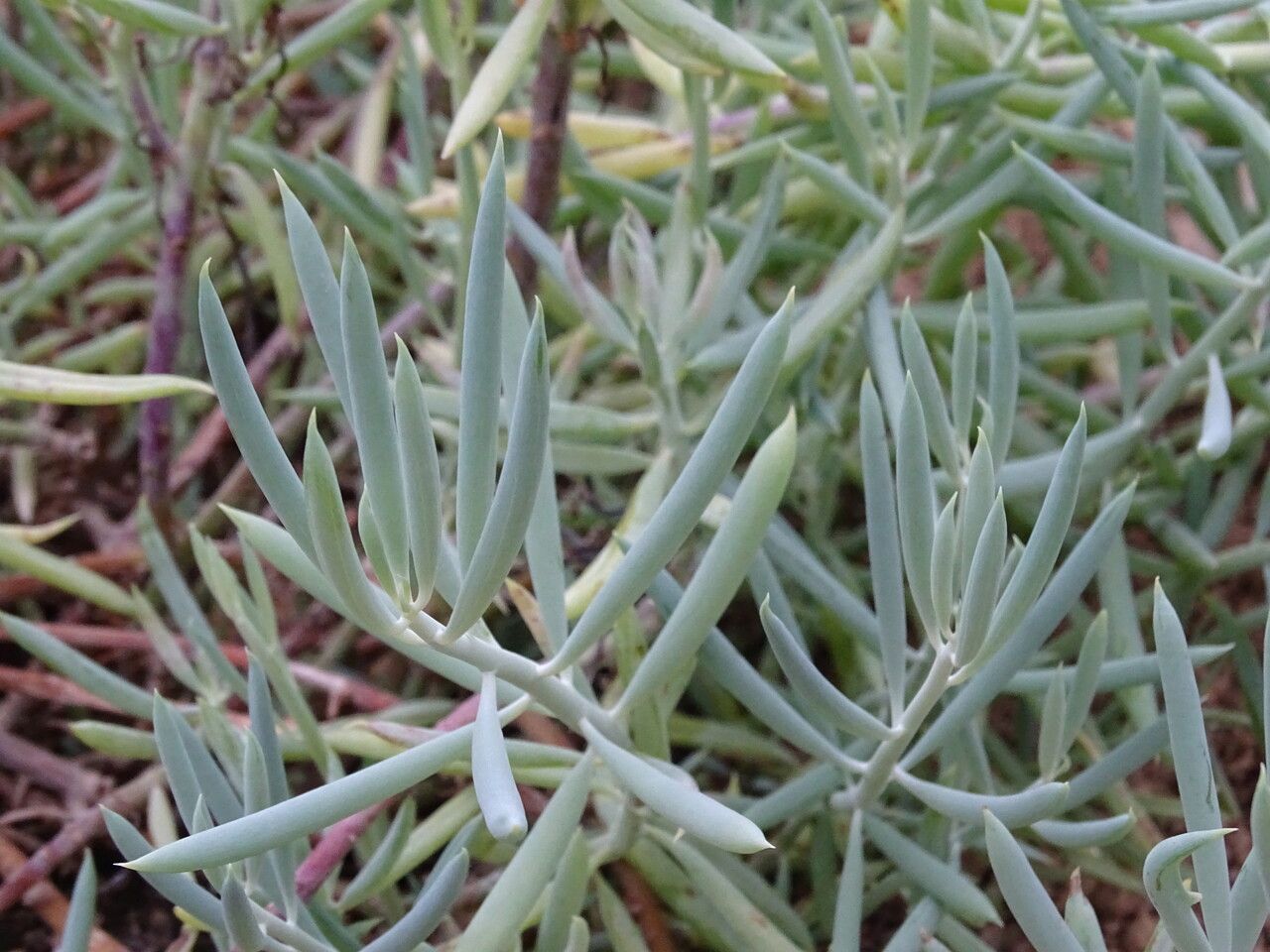 Kleinia talinoides — search result for 'Kleinia'