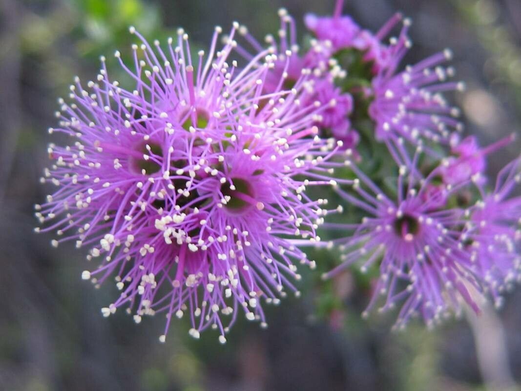 Kunzea capitata flower