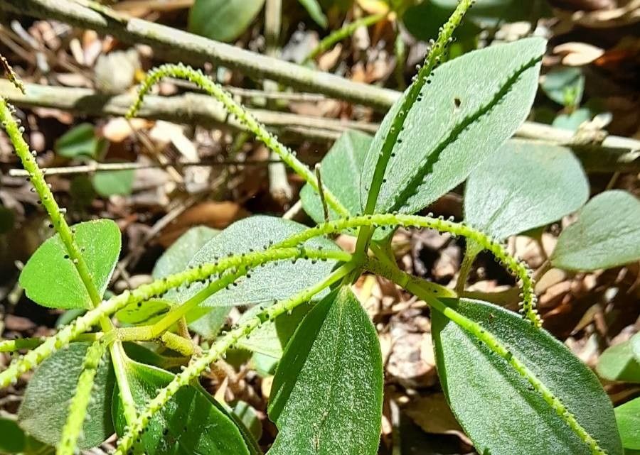 Peperomia blanda fruit