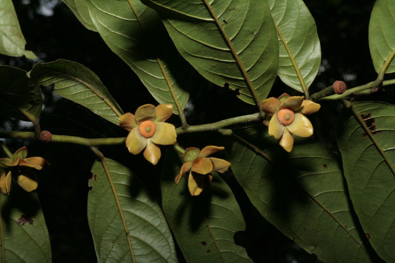 Guatteria ouregou flower