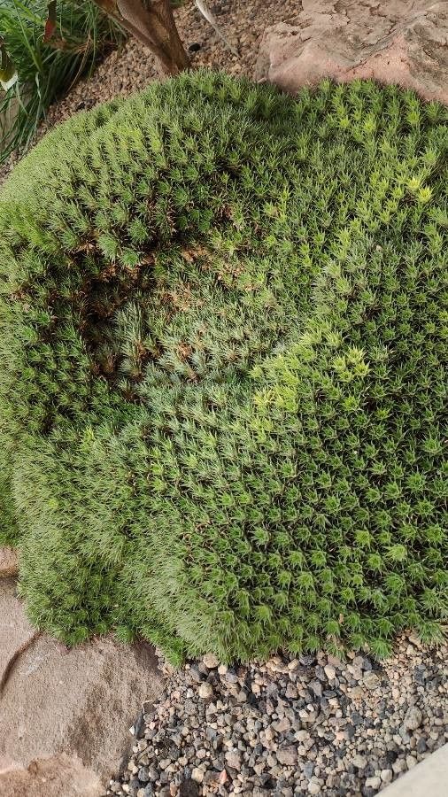 Deuterocohnia brevifolia habit