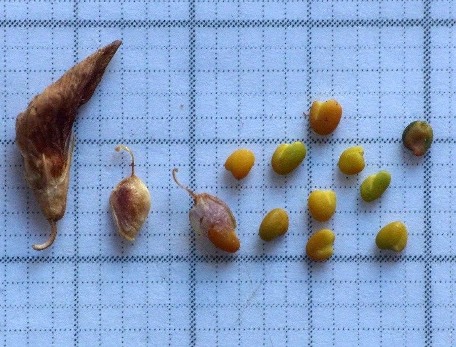 Trifolium pallescens fruit