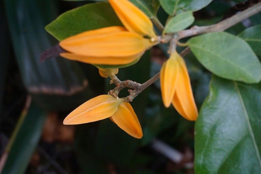 Juanulloa mexicana flower