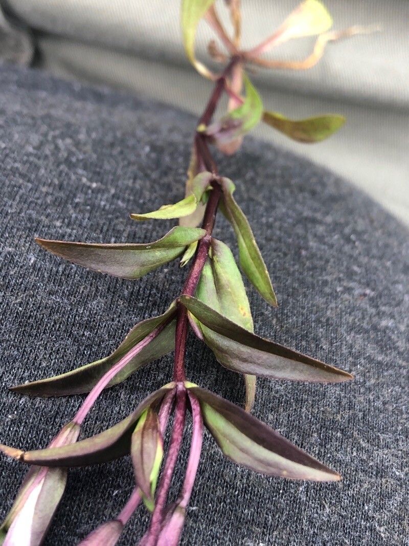 Gentianella campestris — search result for 'Gentianaceae'