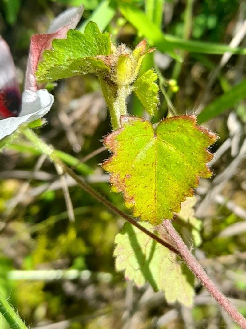 Pavonia glechomoides — search result for 'Pavonia'