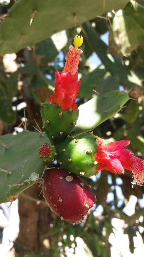 Nopalea cochenillifera fruit