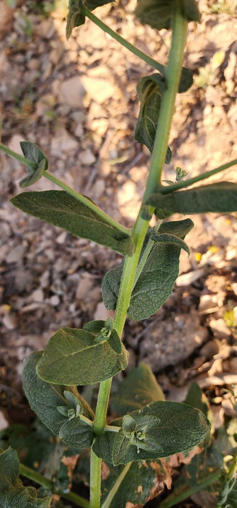 Verbascum cheiranthifolium bark