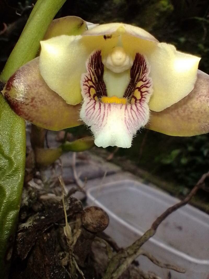 Bifrenaria tyrianthina flower