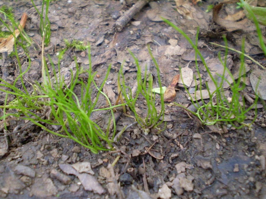 Pilularia minuta habit