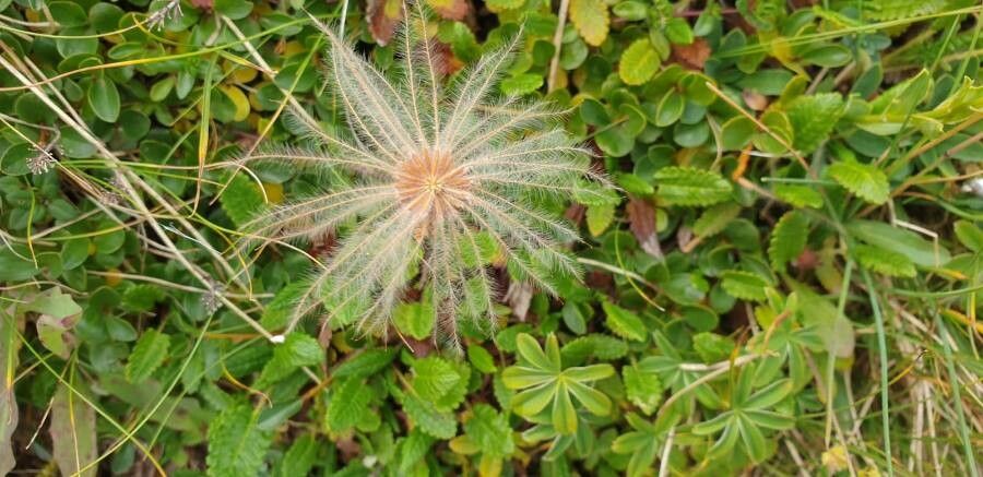 Dryas octopetala fruit