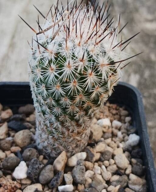 Rapicactus subterraneus habit