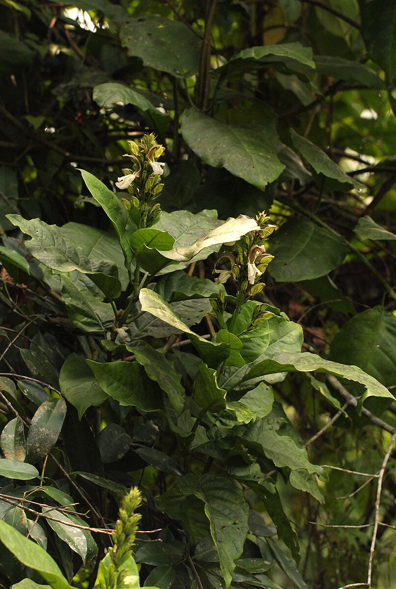 Justicia claessensii habit