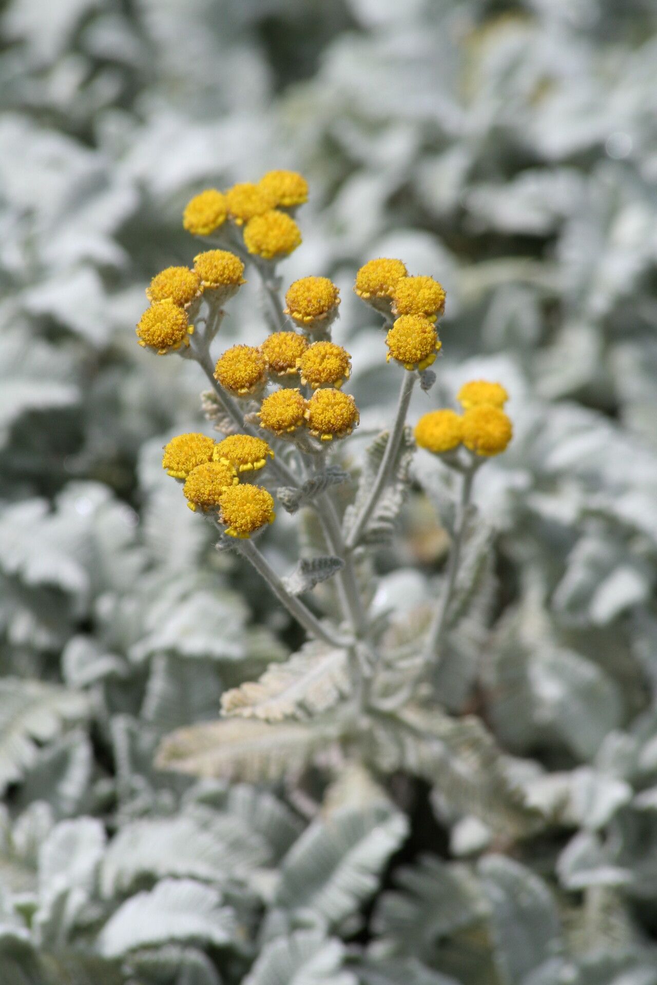 Tanacetum densum flower