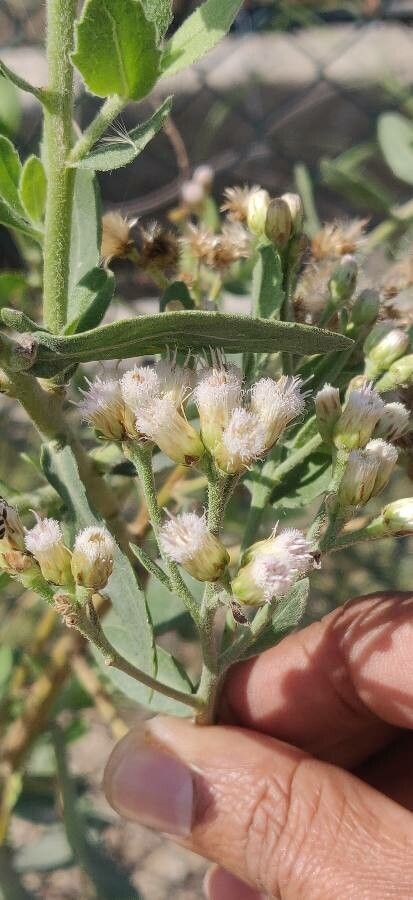 Pluchea ovalis flower
