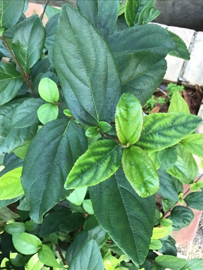 Viburnum suspensum — search result for 'Viburnum'