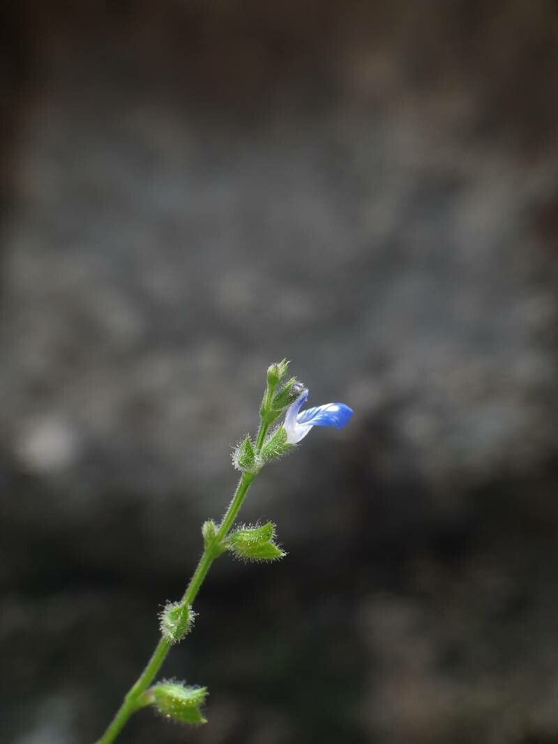 Salvia occidentalis flower