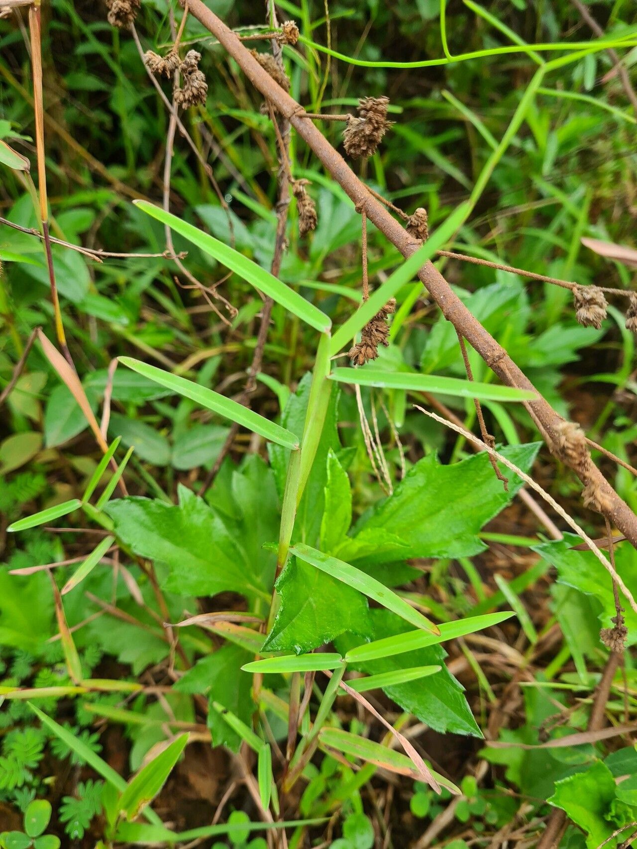 Schizachyrium maclaudii — houseplant care guide