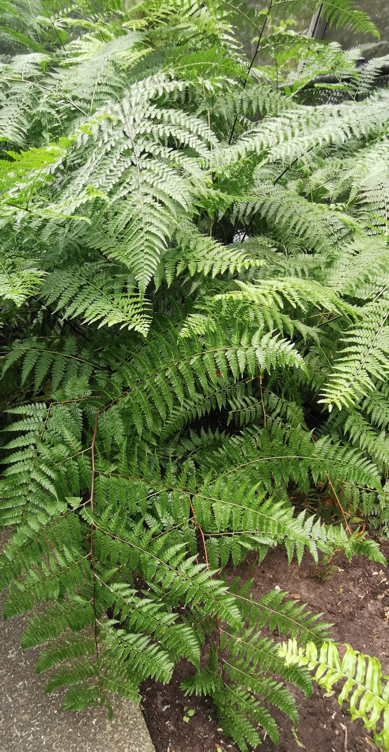 Microlepia firma — related species from the same genus