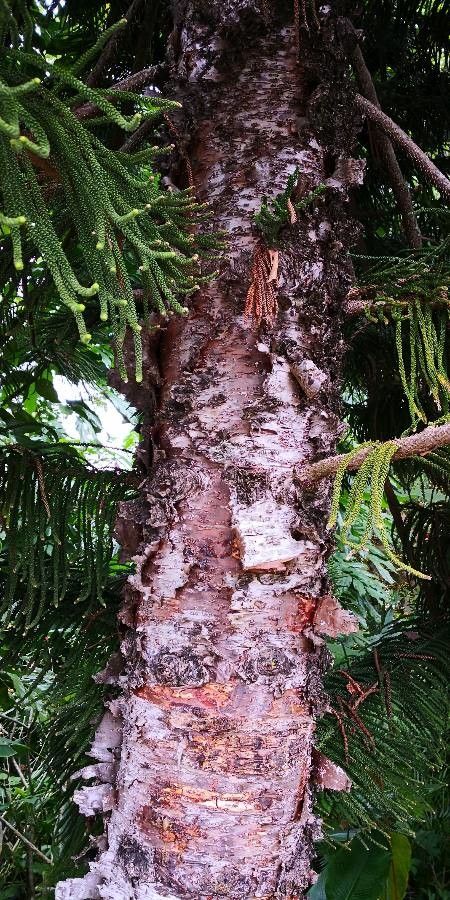 Araucaria cunninghamii bark