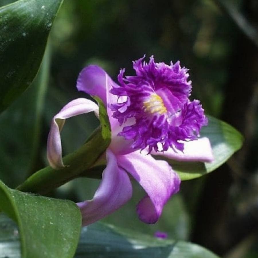 Sobralia buchtienii — related species from the same genus