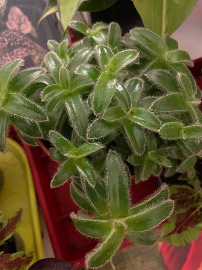 Cyanotis somaliensis leaf