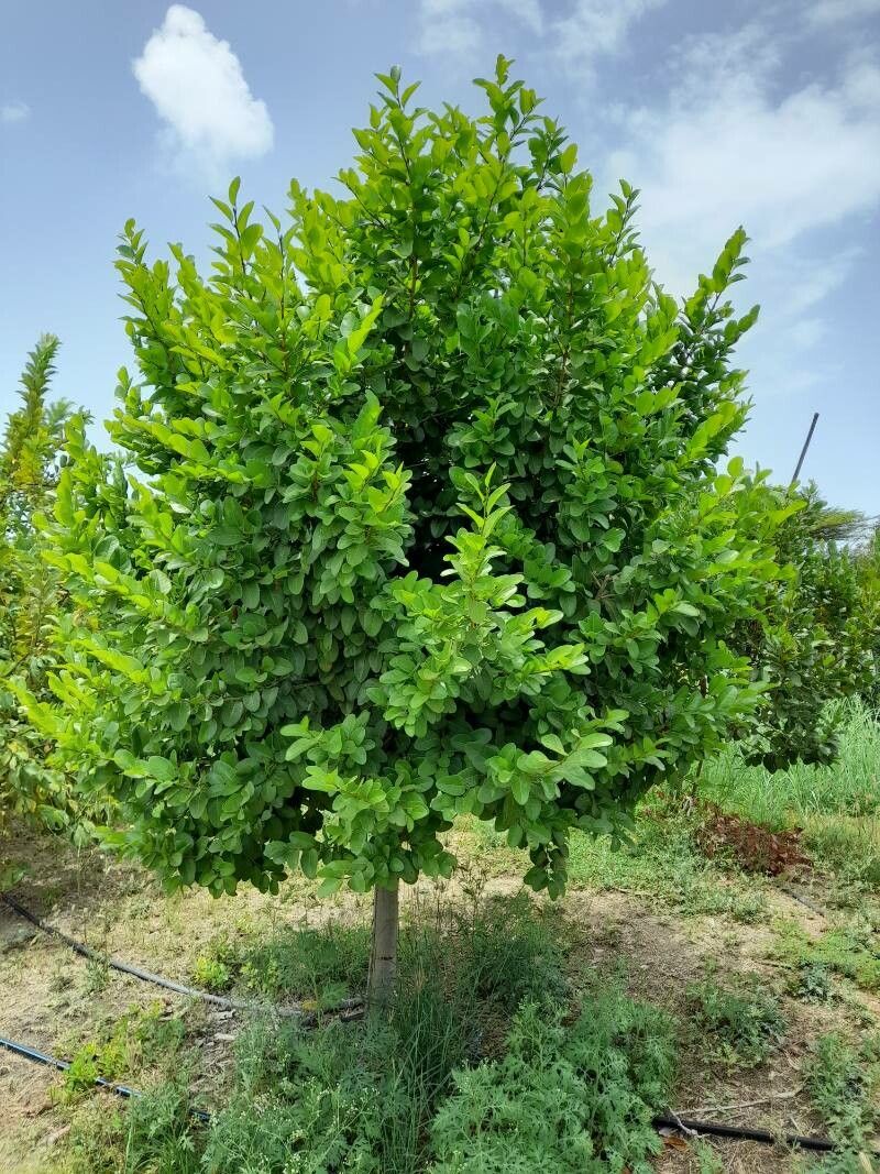 Coccoloba diversifolia habit