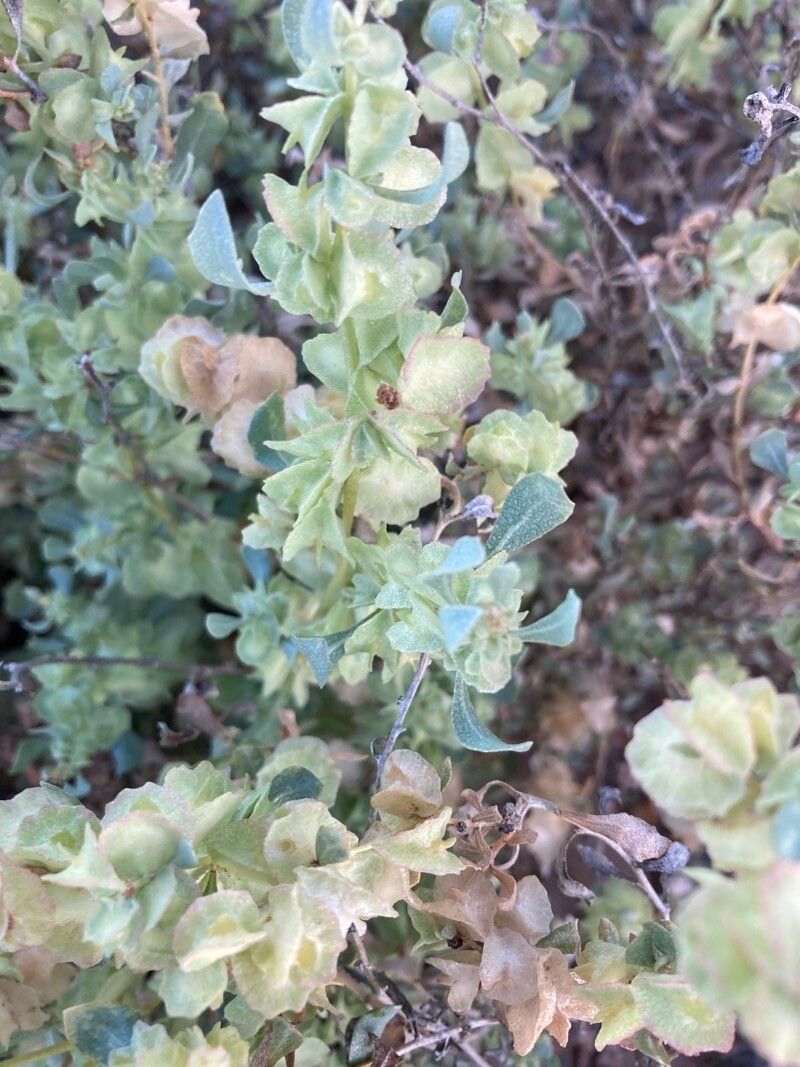Atriplex vesicaria leaf