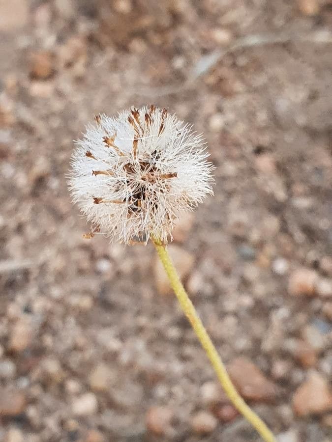 Felicia abyssinica fruit