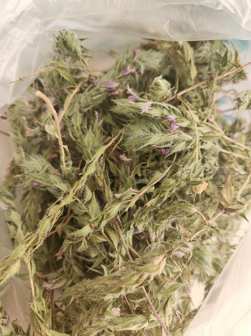 Ziziphora tenuior leaf